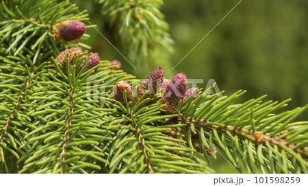 Young cones on a green pine tree in spring in good weather 101598259