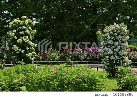 埼玉県伊奈町の満開のバラ園 埼玉県伊奈町の満開のバラ園 101598390