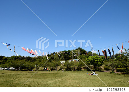青空に泳ぐ小脇公園の鯉のぼり 青空に泳ぐ小脇公園の鯉のぼり 101598563