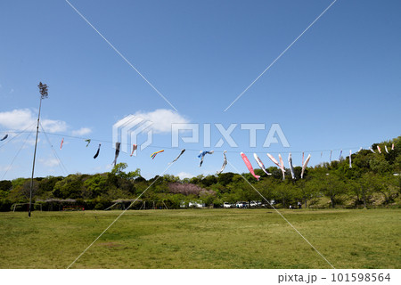 青空に泳ぐ小脇公園の鯉のぼり 青空に泳ぐ小脇公園の鯉のぼり 101598564