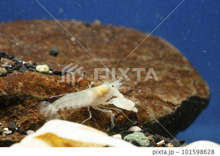 テッポウエビ　エビ　pistol shrimp 101598628