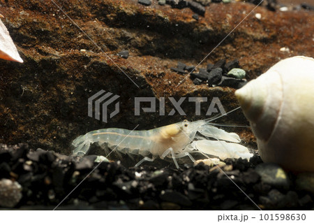 テッポウエビ　エビ　pistol shrimp 101598630