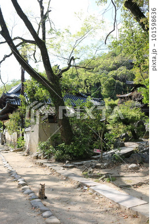 松山 石手寺の猫 松山 石手寺の猫 101598636