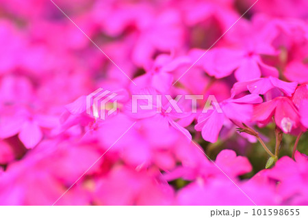 ピンク色の可愛い芝桜 ピンク色の可愛い芝桜 101598655