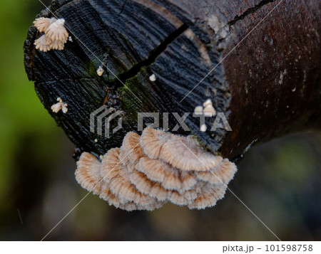 きのこワールド　スエヒロタケ 101598758