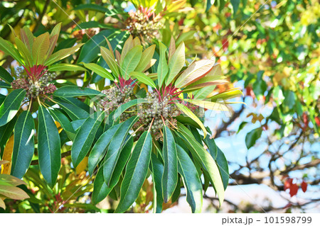 赤茶色のユズリハの蕾(雄花)(春、四月) 赤茶色のユズリハの蕾(雄花)(春、四月) 101598799