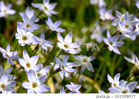 ハナニラの花 ハナニラの花 101599077