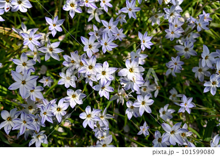 ハナニラの花 101599080