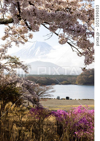 桜のある風景 101599083