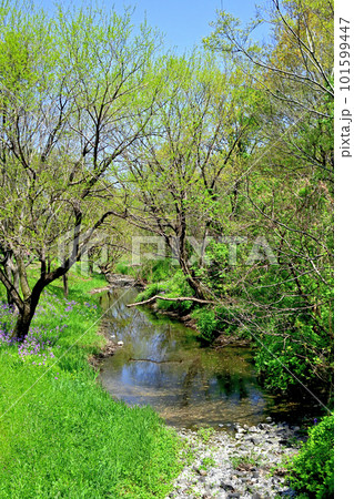 埼玉県坂戸市郊外のうららかな田園風景 埼玉県坂戸市郊外のうららかな田園風景 101599447