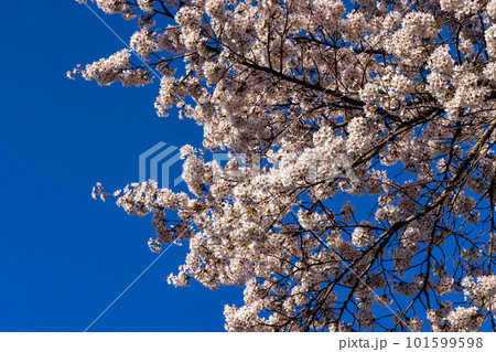 青空に映える満開の桜 青空に映える満開の桜 101599598
