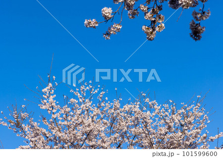 青空に映える満開の桜 101599600