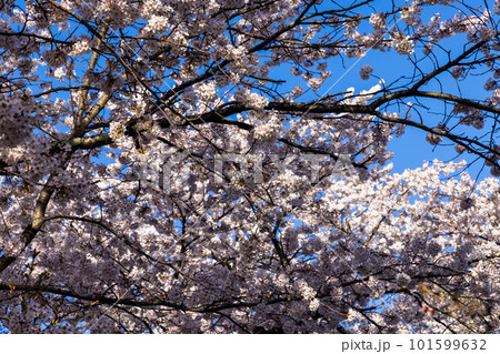 青空に映える満開の桜 101599632