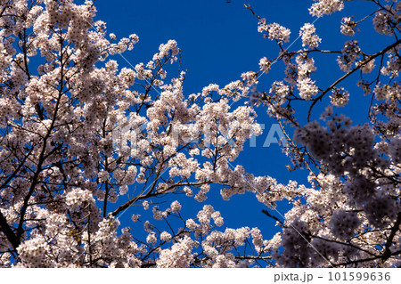 青空に映える満開の桜 青空に映える満開の桜 101599636