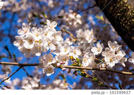 青空に映える満開の桜 101599637