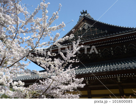 春の南禅寺 法堂 京都市左京区 春の南禅寺 法堂 京都市左京区 101600085