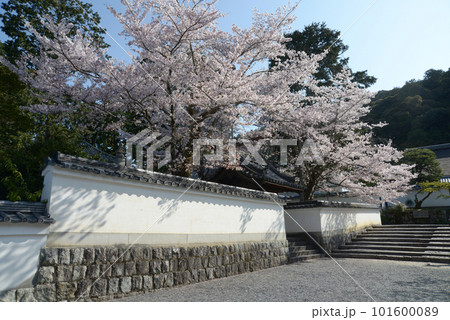春の南禅寺　南禅僧堂の桜　京都市左京区 101600089