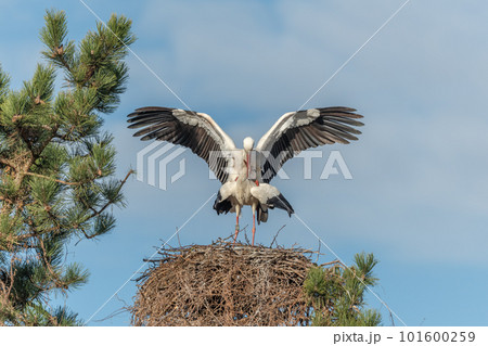 White stork couple (Ciconia ciconia) mating on their nest in a village. White stork couple (Ciconia ciconia) mating on their nest in a village. 101600259