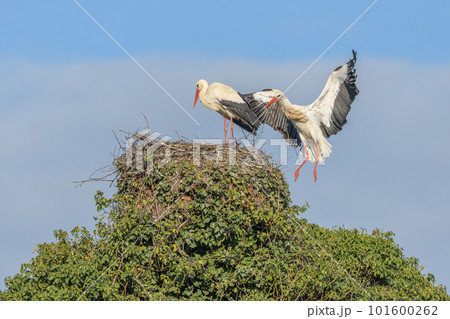 White stork couple (Ciconia ciconia) depositing branches on their nest in a village. White stork couple (Ciconia ciconia) depositing branches on their nest in a village. 101600262