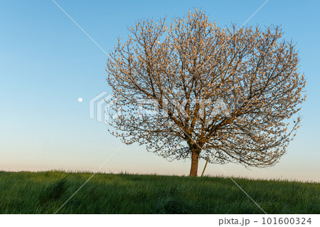 Apple tree in bloom in meadow at full moonrise at dusk. Apple tree in bloom in meadow at full moonrise at dusk. 101600324