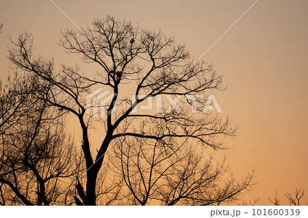 Silhouette of a tree against the light at sunset. 101600339