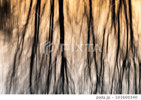 Tree reflections in the water of a flooded meadow at sunset. Tree reflections in the water of a flooded meadow at sunset. 101600340
