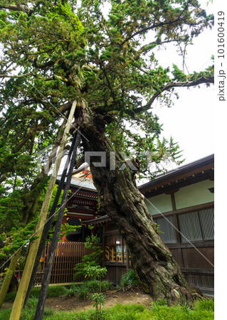 古都鎌倉の初夏 鶴岡八幡宮 実朝のビャクシン 古都鎌倉の初夏 鶴岡八幡宮 実朝のビャクシン 101600419