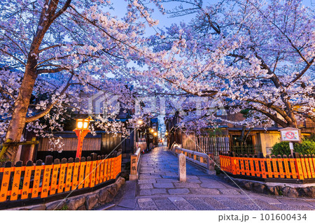 春の京都　祇園の夜桜 101600434