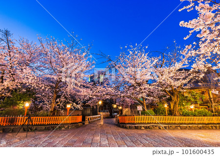 春の京都 祇園の夜桜 春の京都 祇園の夜桜 101600435