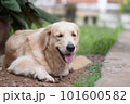 golden retriever dog Smiling in the garden of dirt and grass 101600582