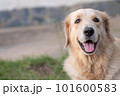 Portrait of a smiling golden retriever dog close up 101600583