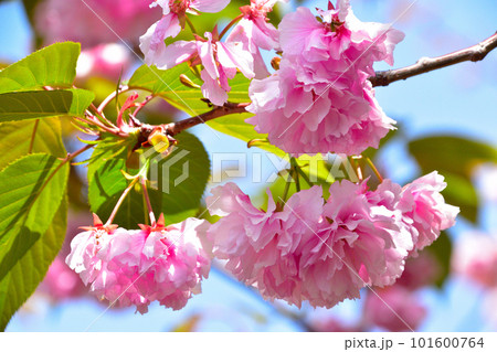 八重桜 紅提灯 大阪造幣局にて 八重桜 紅提灯 大阪造幣局にて 101600764