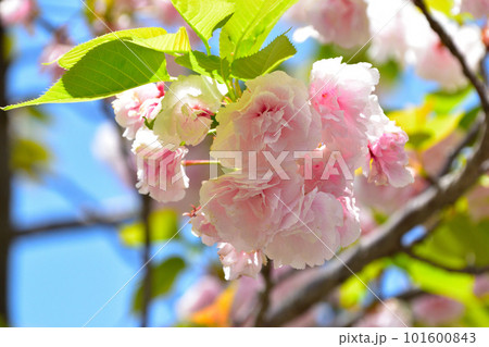 八重桜　一葉　大阪造幣局にて 101600843