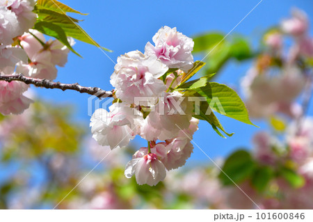 八重桜　一葉　大阪造幣局にて 101600846