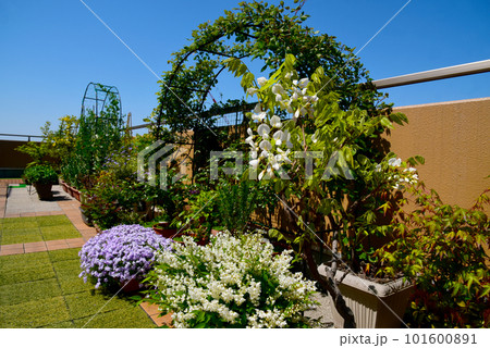 広いルーフバルコニーで手作りガーデン　青空と寄せ鉢と新緑のグリーンアーチ　花は芝桜と姫ウツギと白藤 101600891