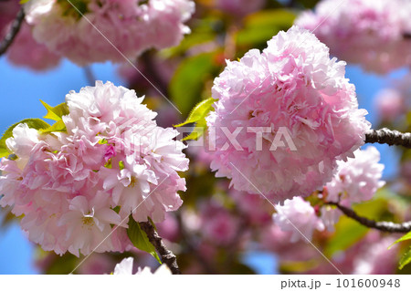 八重桜 糸括 大阪造幣局にて 八重桜 糸括 大阪造幣局にて 101600948