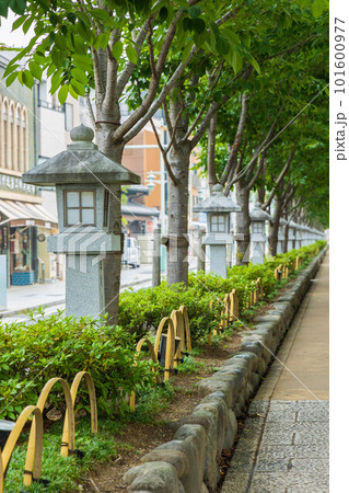 古都鎌倉の初夏 鶴岡八幡宮 段葛(参道) 古都鎌倉の初夏 鶴岡八幡宮 段葛(参道) 101600977