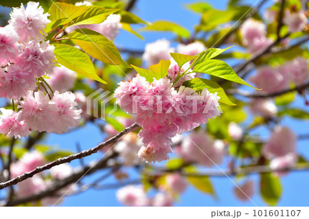 八重桜 泰山府君 大阪造幣局にて 八重桜 泰山府君 大阪造幣局にて 101601107