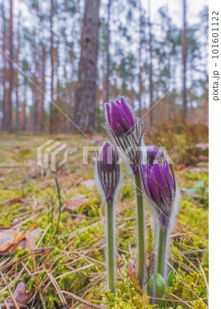 Pasqueflowers - Pulsatilla patens, blooming at spring in the forest 101601122