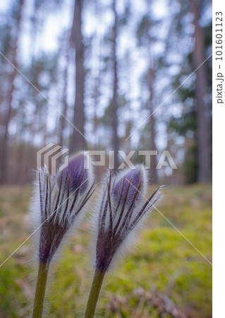 Pasqueflowers - Pulsatilla patens, blooming at spring in the forest 101601123