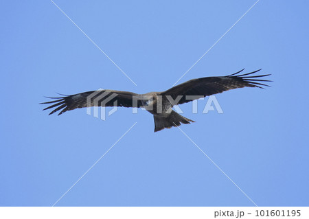 大牟田市　三池港　飛翔するトンビ、 101601195