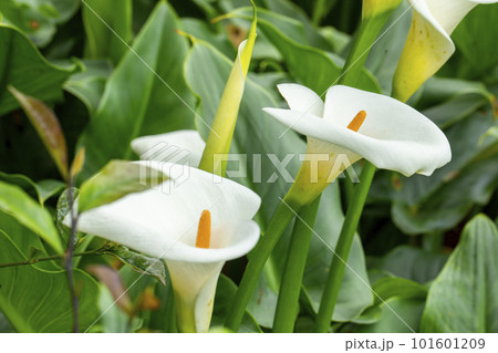 クワズイモ 花 フラワー 101601209