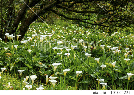 クワズイモ 花 フラワー 101601221