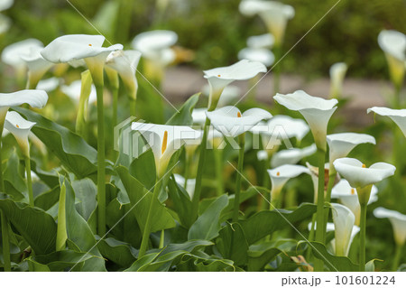 クワズイモ 花 フラワー 101601224