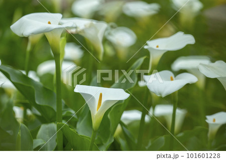 クワズイモ 花 フラワー 101601228