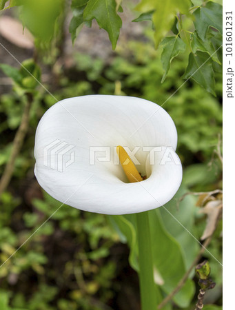クワズイモ 花 フラワー 101601231