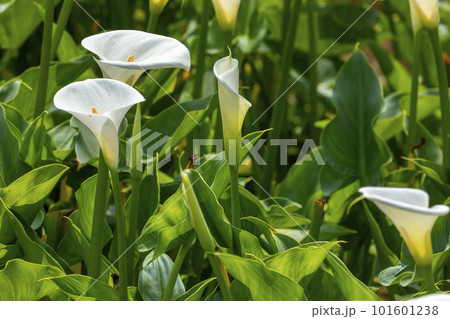 クワズイモ 花 フラワー 101601238