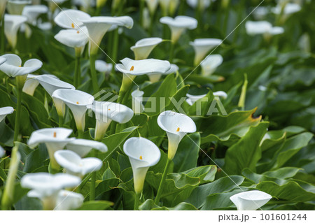 クワズイモ 花 フラワー 101601244