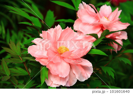 花 フラワー お花 101601640