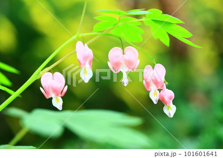 タイツリソウ ケマンソウ 鯛釣り草 101601641